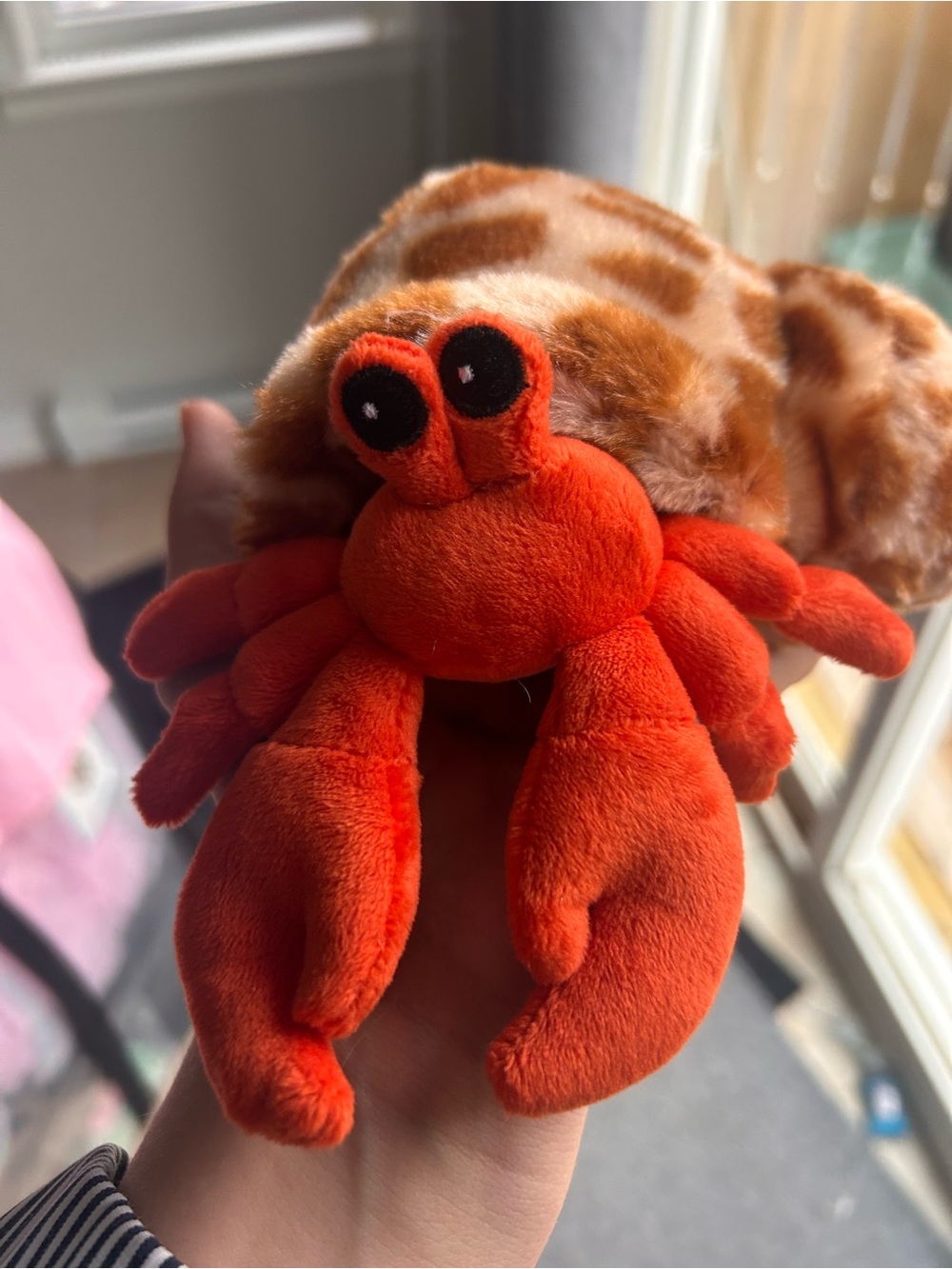 Wild republic hermit crab